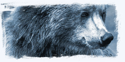 Скаутский медведь - крутая переделка Чехова
